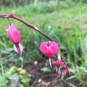 Meet your Posher, Bob